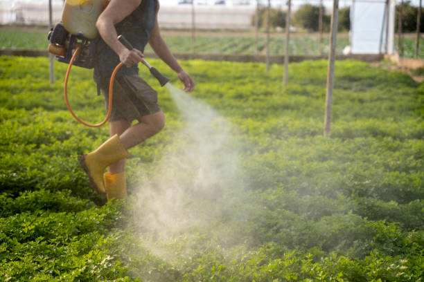 Best Pest Control Near Me  in Walce Ridge, LA