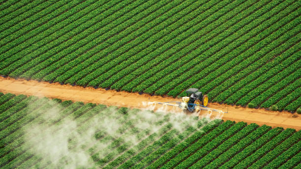 Best Local Pest Control Services  in Walce Ridge, LA