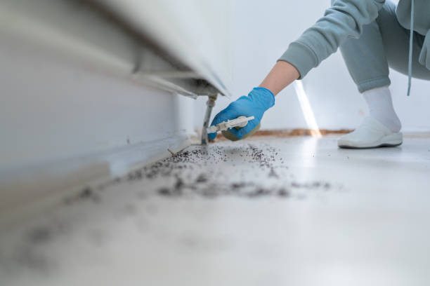 Best Flea Control Services  in Walce Ridge, LA